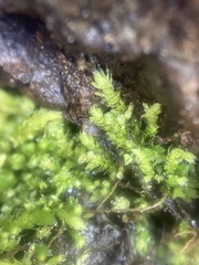 Claopodium bolanderi