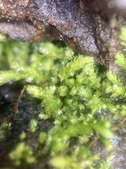 Claopodium bolanderi