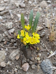 Camissoniopsis pallida