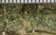 Caloplaca obscurella