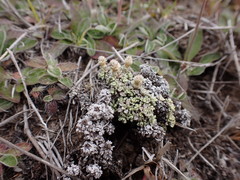 Raoulia parkii