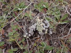 Raoulia parkii
