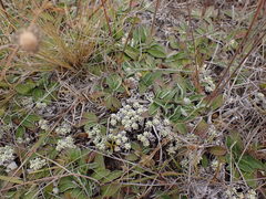 Raoulia parkii