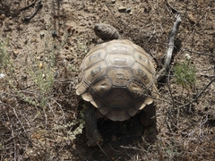Chelonoidis chilensis