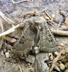 Protorthodes melanopis