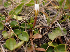 Epilobium angustum