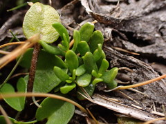 Stackhousia minima
