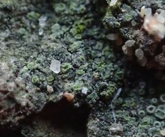 Caloplaca obscurella