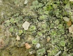 Caloplaca obscurella