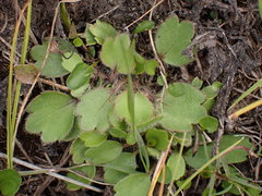 Ranunculus cheesemanii