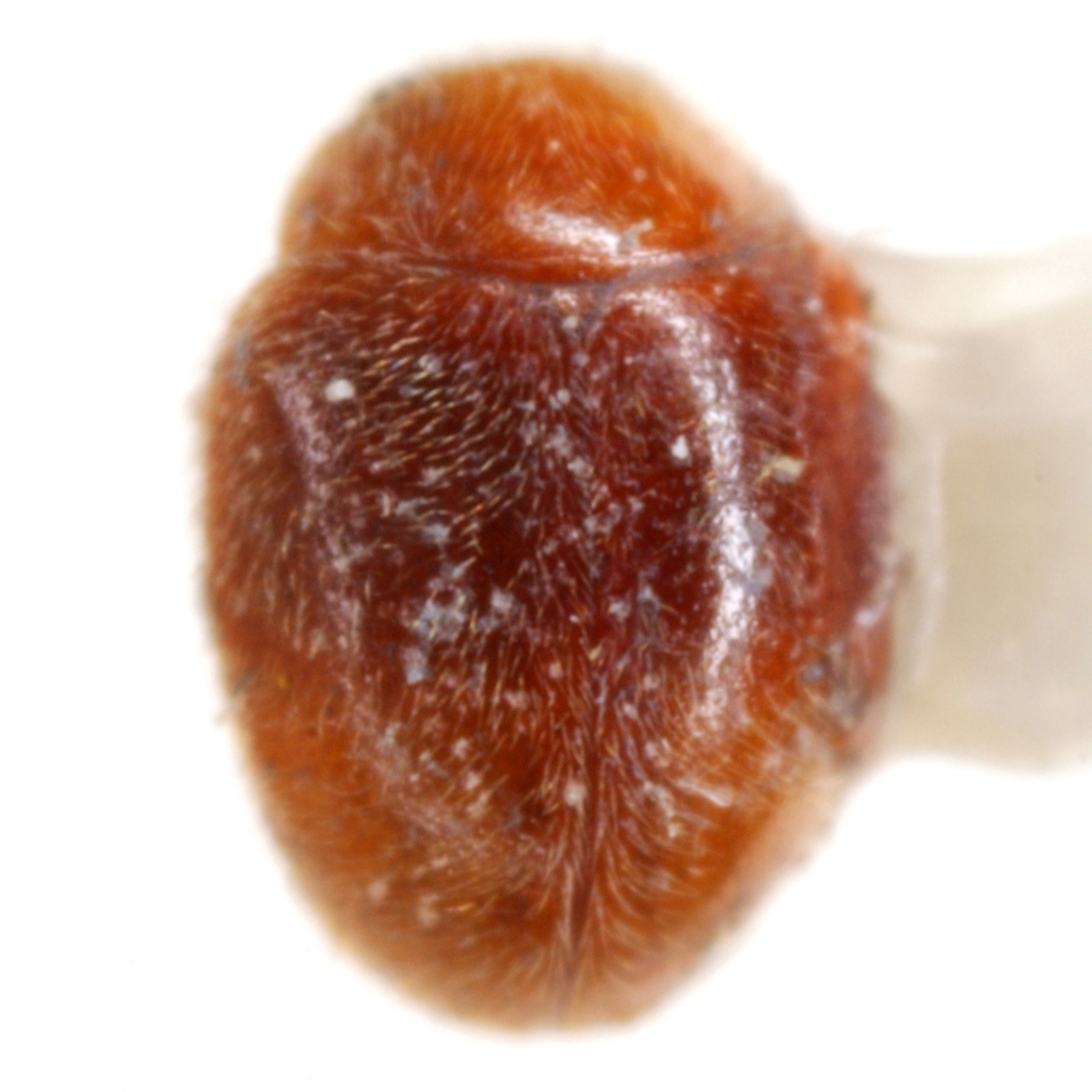 Nephus timberlakei
