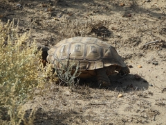Chelonoidis chilensis