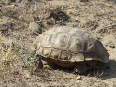 Chelonoidis chilensis