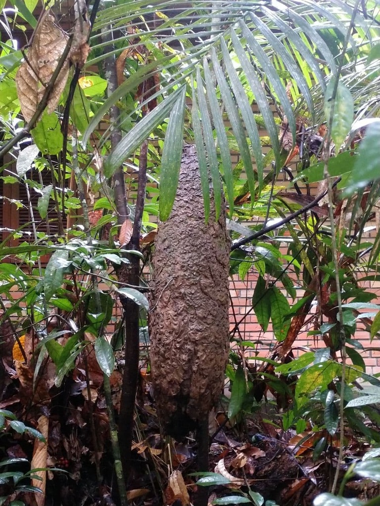 Cecropia Ants and Allies from Manaus AM, Brasil on February 5, 2022