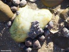 Austrominius modestus