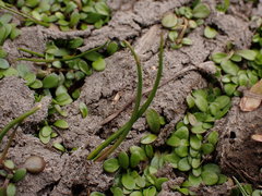 Ranunculus limosella