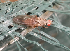 Tephrochlamys rufiventris