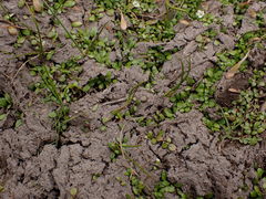 Ranunculus limosella
