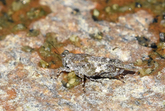 Paratettix freygessnerii