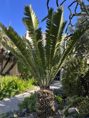 Encephalartos transvenosus