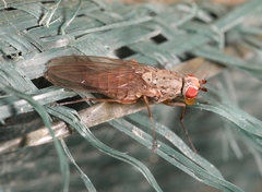 Tephrochlamys rufiventris