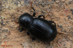 Misolampus gibbulus