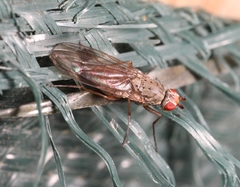 Tephrochlamys rufiventris