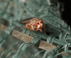 Tephrochlamys rufiventris