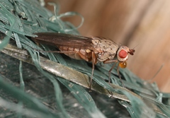 Tephrochlamys rufiventris