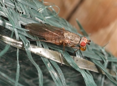 Tephrochlamys rufiventris