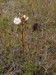 Gentianella corymbifera gracilis