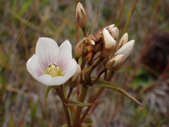 Gentianella corymbifera gracilis