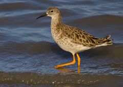 Ruff photo 3
