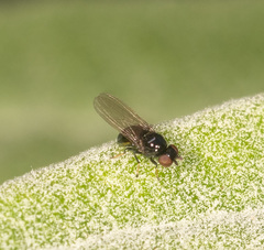 Paraleucopidae