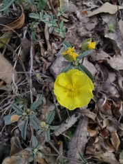 Crocanthemum glomeratum