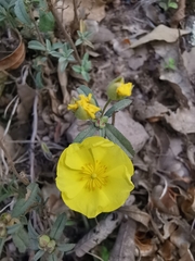 Crocanthemum glomeratum