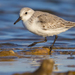 Sanderling - Photo (c) jjulio2000, some rights reserved (CC BY-NC)