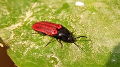 Ampedus puniceus