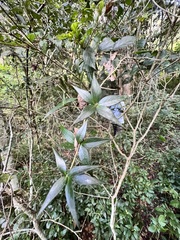 Alyxia ruscifolia