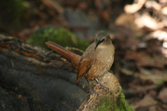 Cinclocerthia ruficauda