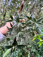 Alyxia ruscifolia