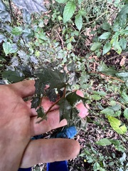 Alyxia ruscifolia