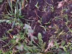 Megadromus antarcticus