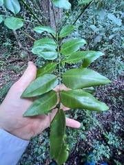 Flindersia australis