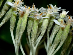 Olearia pachyphylla