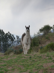 Lama glama