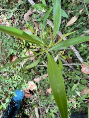 Myoporum montanum
