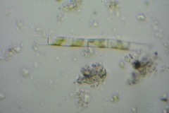Sciomyzoidea