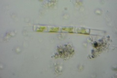 Sciomyzoidea