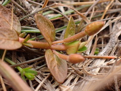 Epilobium angustum
